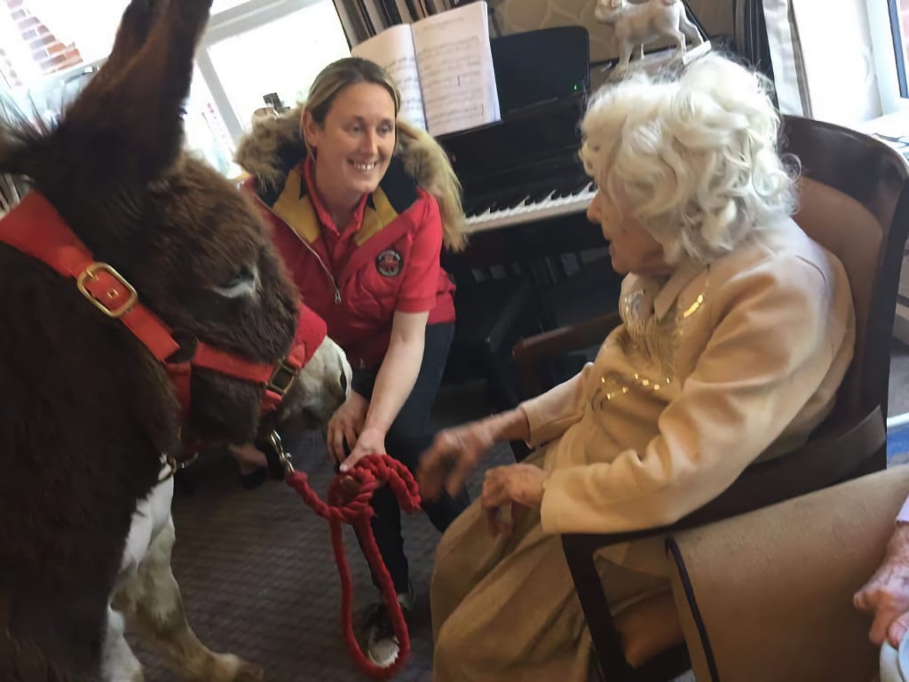 Donkey visits for the elderly